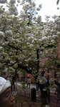 造幣局 桜.bmp