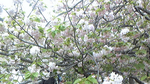 造幣局 桜.2bmp.bmp